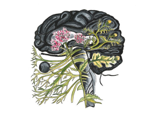 Brain/central nervous system (Valarian and Pineapple Weed)