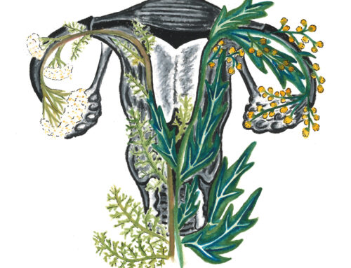 Ovaries/Uterus (Mugwort and Yarrow)